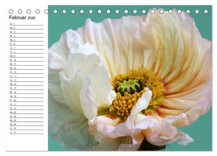 Produktbild: Mohn im Portr&auml;t (Tischkalender 2026 DIN A5 quer), CALVENDO Monatskalender