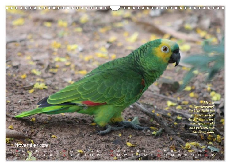 Produktbild: Blaustirnamazonen - Papageien in Paraguay (Wandkalender 2026 DIN A3 quer), CALVENDO Monatskalender