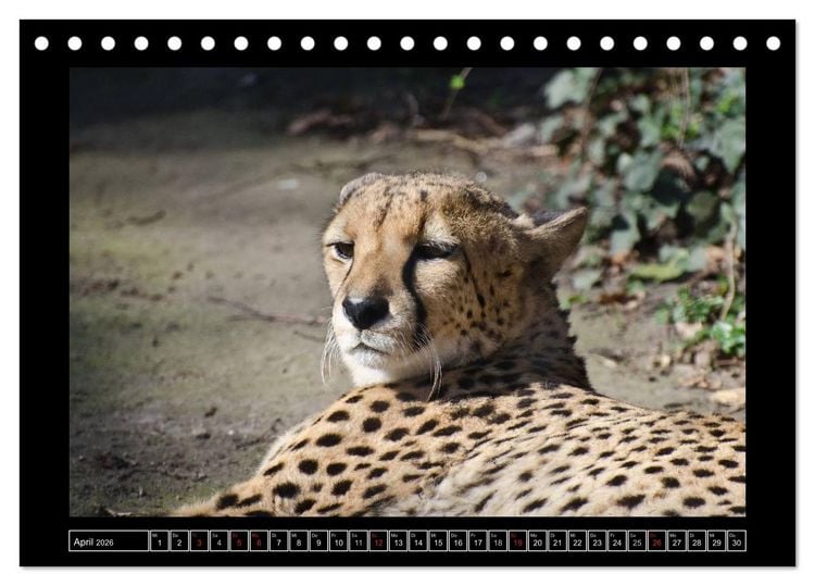 Produktbild: Dresdner Zootiere 2026 (Tischkalender 2026 DIN A5 quer), CALVENDO Monatskalender