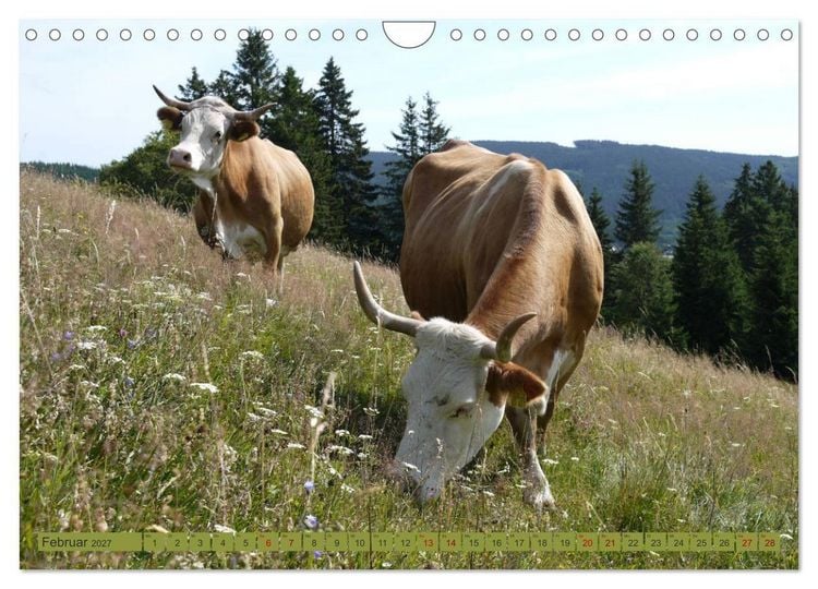 Produktbild: Schwarzwald-K&uuml;he - Die Hinterw&auml;lder (Wandkalender 2027 DIN A4 quer), CALVENDO Monatskalender