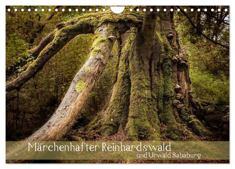 Produktbild: M&auml;rchenhafter Reinhardswald und Urwald Sababurg (Wandkalender 2026 DIN A4 quer), CALVENDO Monatskalender