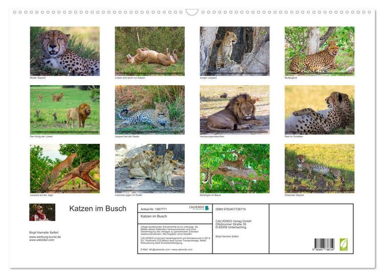 Produktbild: Katzen im Busch (Wandkalender 2026 DIN A2 quer), CALVENDO Monatskalender