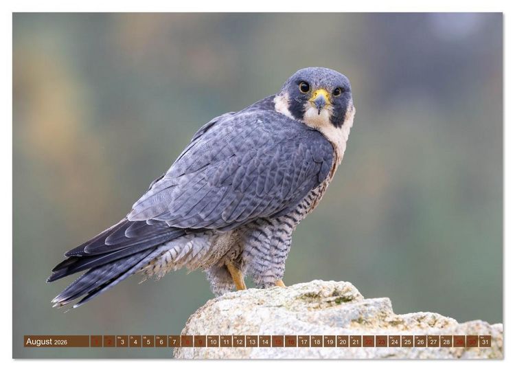 Produktbild: Europas Greifv&ouml;gel und Eulen (Wandkalender 2026 DIN A3 quer), CALVENDO Monatskalender