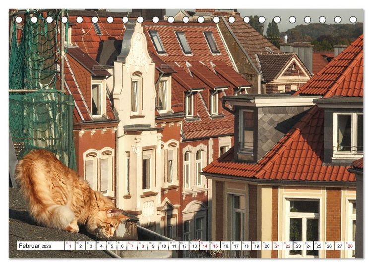 Produktbild: M&uuml;nster Miezen - &uuml;ber den D&auml;chern (Tischkalender 2026 DIN A5 quer), CALVENDO Monatskalender