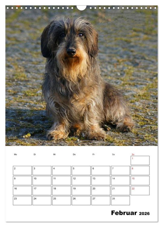 Produktbild: Liebenswerte Zwergrauhaardackel (Wandkalender 2026 DIN A3 hoch), CALVENDO Monatskalender