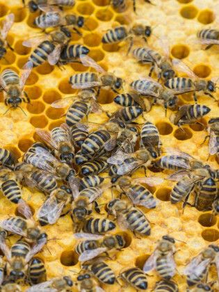 Produktbild: CALVENDO Puzzle Bienenbrut wird produziert | 1000 Teile Lege-Gr&ouml;&szlig;e 64x48cm Foto-Puzzle f&uuml;r gl&uuml;ckliche Stunden