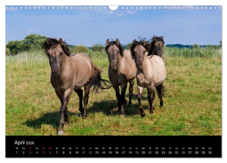 Produktbild: Brandenburg - Landschaften zwischen Elbe und Oder (Wandkalender 2026 DIN A3 quer), CALVENDO Monatskalender