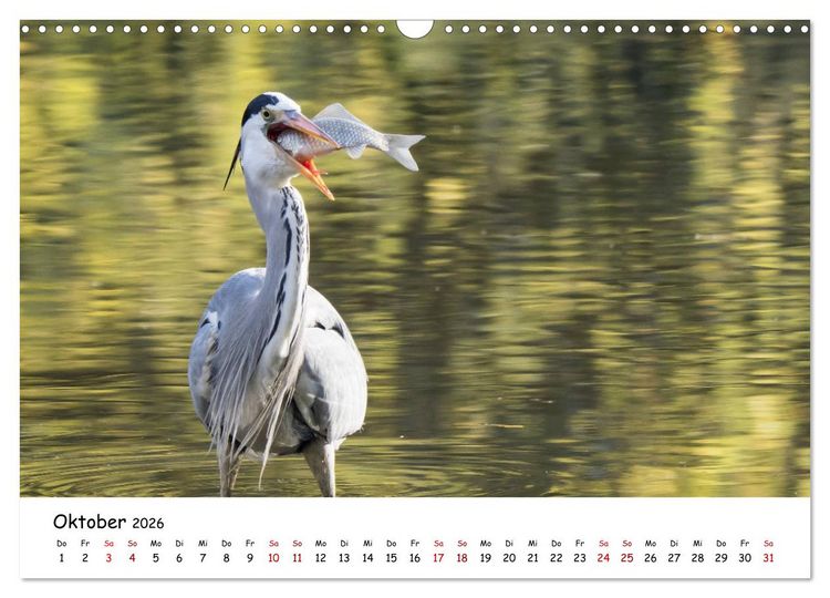 Produktbild: Die Graureiher vom Ahnepark (Wandkalender 2026 DIN A3 quer), CALVENDO Monatskalender