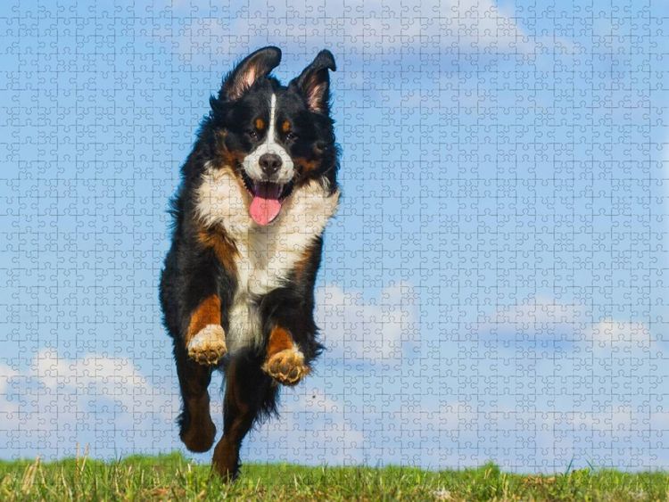 Produktbild: CALVENDO Puzzle Berner Sennenhund Merlin | 1000 Teile Lege-Gr&ouml;&szlig;e 64x48cm Foto-Puzzle f&uuml;r gl&uuml;ckliche Stunden