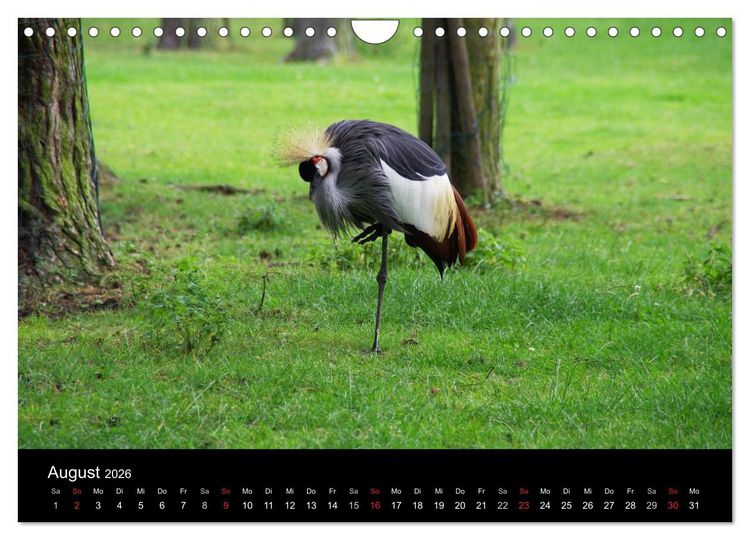 Produktbild: Welt der Tiere (Wandkalender 2026 DIN A4 quer), CALVENDO Monatskalender