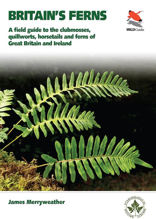 Produktbild: Ferns