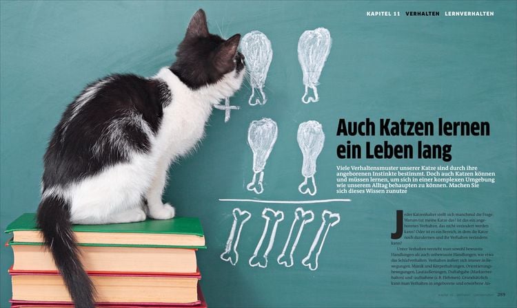 Produktbild: Die gro&szlig;e Katzenbibel