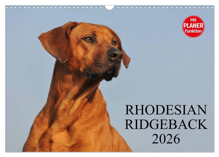 Produktbild: Rhodesian Ridgeback 2026 (Wandkalender 2026 DIN A3 quer), CALVENDO Monatskalender