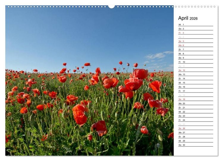 Produktbild: Ein Traum von Mohn (Wandkalender 2026 DIN A2 quer), CALVENDO Monatskalender
