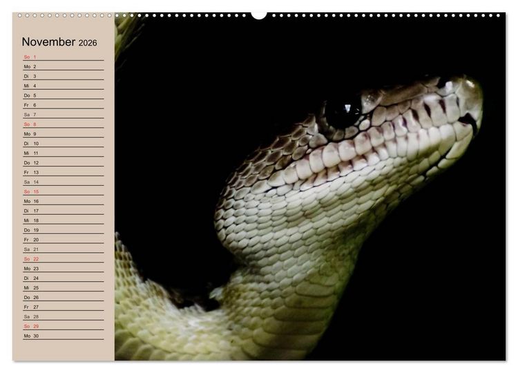 Produktbild: Schlangen (hochwertiger Premium Wandkalender 2026 DIN A2 quer), Kunstdruck in Hochglanz