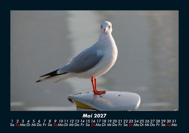 Produktbild: Vogelparadies 2027 Fotokalender DIN A5