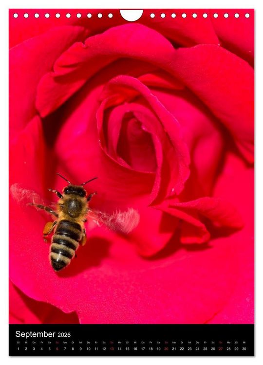 Produktbild: Bienen und Hummeln (Wandkalender 2026 DIN A4 hoch), CALVENDO Monatskalender