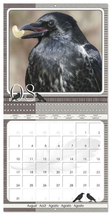 Produktbild: Saar, I: Crows. Portraits of Intelligence. Cleverly schedule