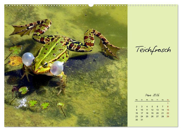 Produktbild: Heimische und exotische Amphibien (hochwertiger Premium Wandkalender 2026 DIN A2 quer), Kunstdruck in Hochglanz