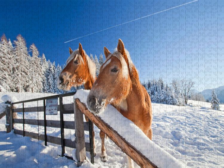 Produktbild: CALVENDO Puzzle Neugierige Pferde in Flachau | 1000 Teile Lege-Gr&ouml;&szlig;e 64x48cm Foto-Puzzle f&uuml;r gl&uuml;ckliche Stunden