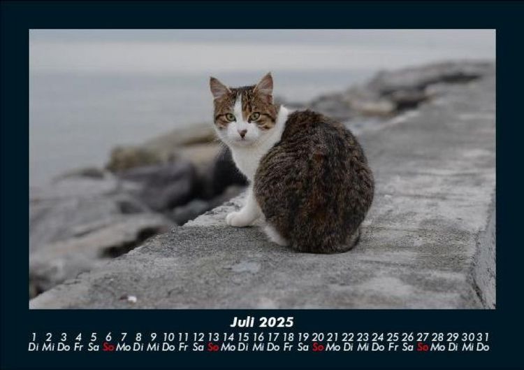 Produktbild: Welt der Tiere 2025 Fotokalender DIN A5