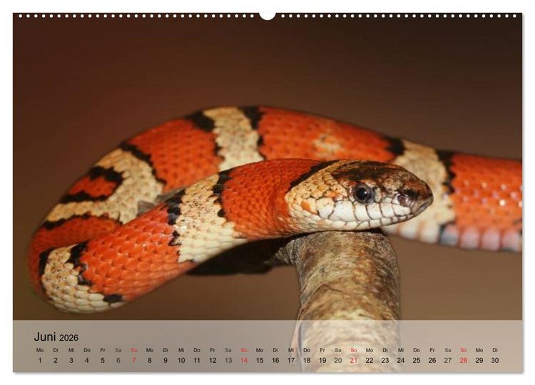 Produktbild: Reptilien Schlangen, Echsen und Co. (Wandkalender 2026 DIN A2 quer), CALVENDO Monatskalender