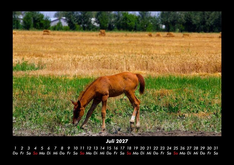 Produktbild: Pferdegefl&uuml;ster 2027 Fotokalender DIN A3