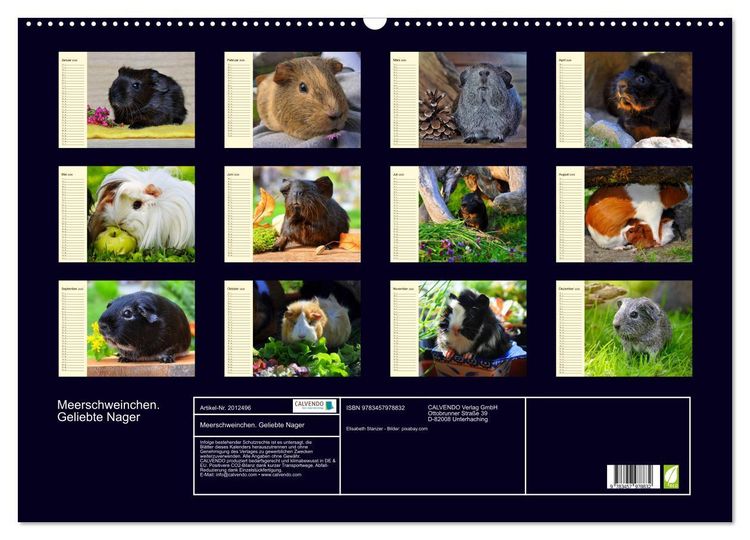 Produktbild: Meerschweinchen. Geliebte Nager (Wandkalender 2026 DIN A2 quer), CALVENDO Monatskalender