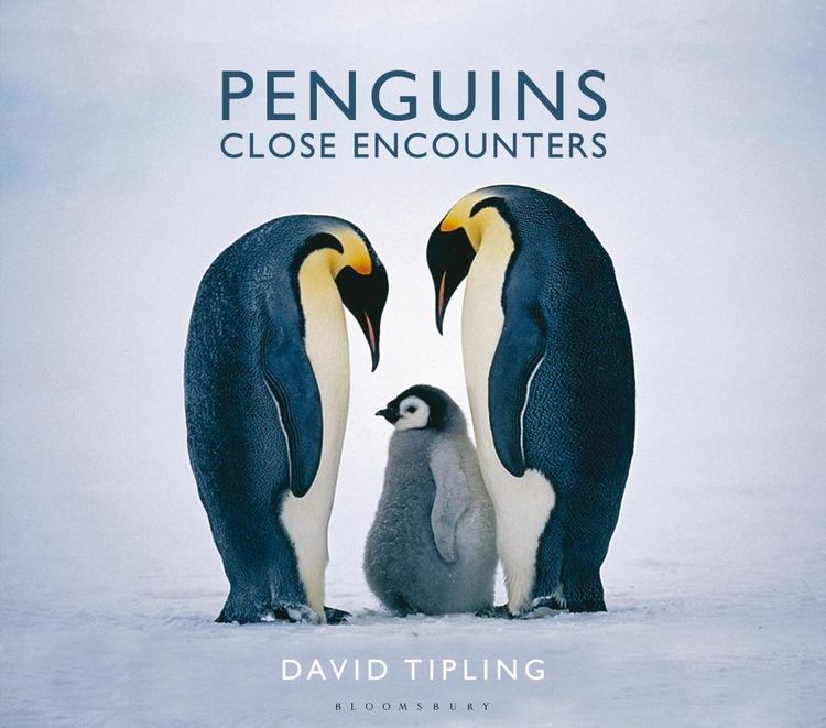 Produktbild: Penguins
