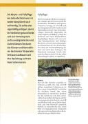 Produktbild: Labrador Retriever