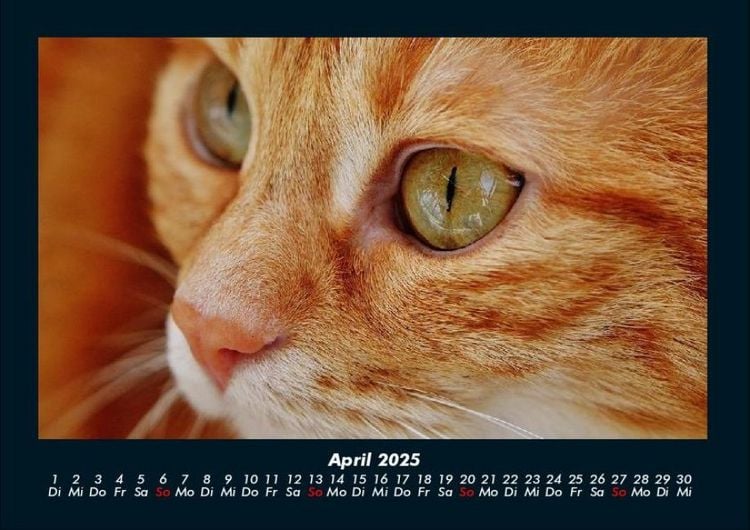 Produktbild: F&uuml;r Katzenfreunde 2025 Fotokalender DIN A4