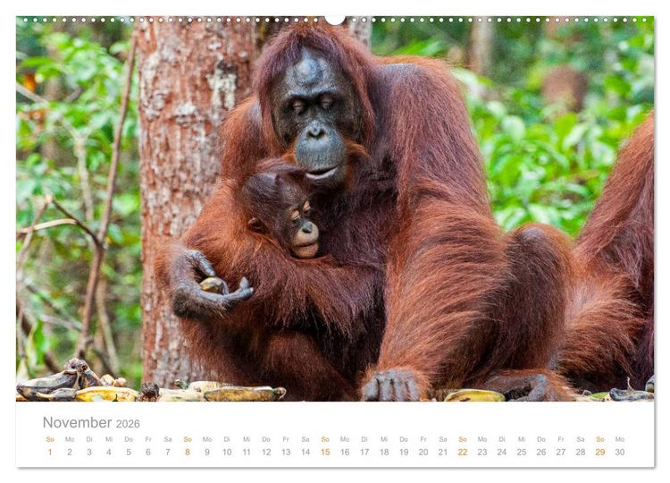 Produktbild: Orang-Utans Menschenaffen auf Borneo (hochwertiger Premium Wandkalender 2026 DIN A2 quer), Kunstdruck in Hochglanz