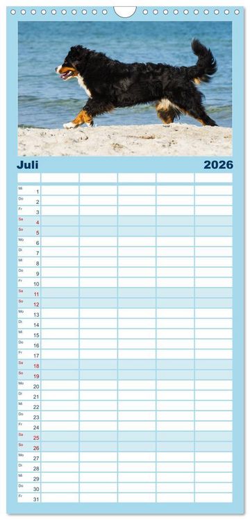 Produktbild: Familienplaner 2026 - Berner Sennenhunde am Strand mit 5 Spalten (Wandkalender, 21 x 45 cm) CALVENDO