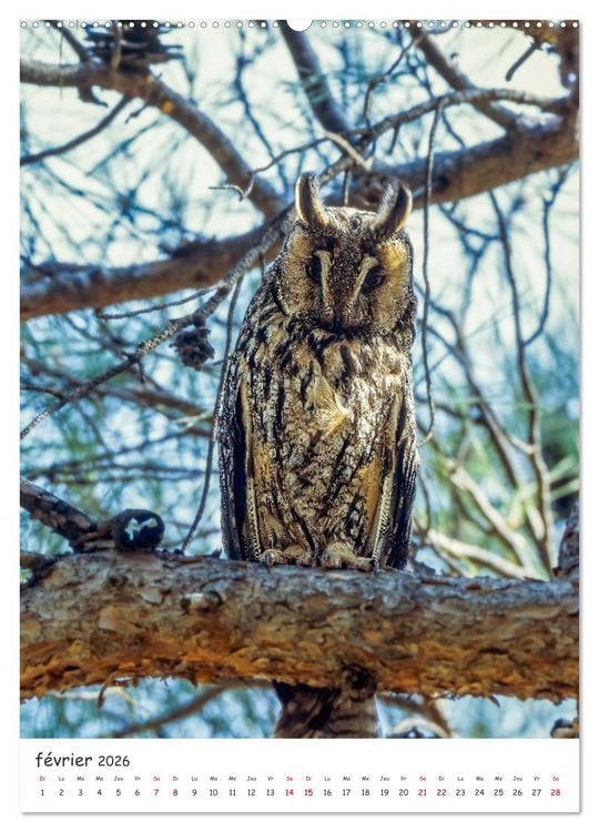 Produktbild: Une vie de hibou les oiseaux (Calendrier mural 2026 DIN A2 horizontal) calendrier de bureau