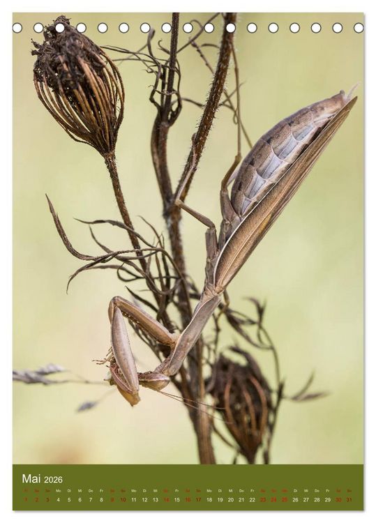 Produktbild: Die Gottesanbeterin. R&auml;uber der Insektenwelt. (Tischkalender 2026 DIN A5 hoch), CALVENDO Monatskalender