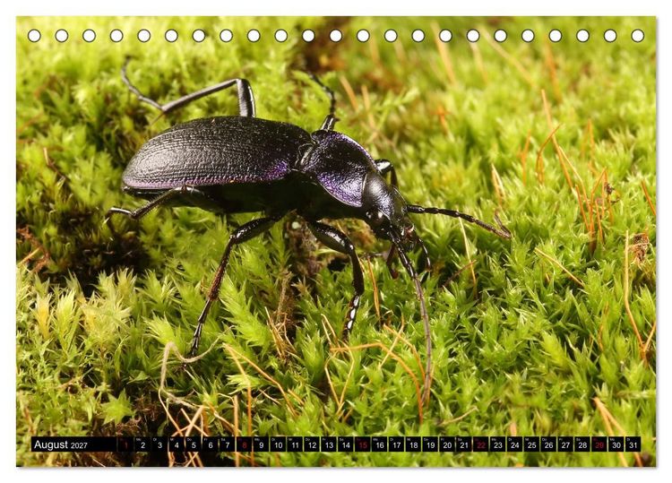 Produktbild: LAUFK&Auml;FER - CARABIDAE (Tischkalender 2027 DIN A5 quer), CALVENDO Monatskalender