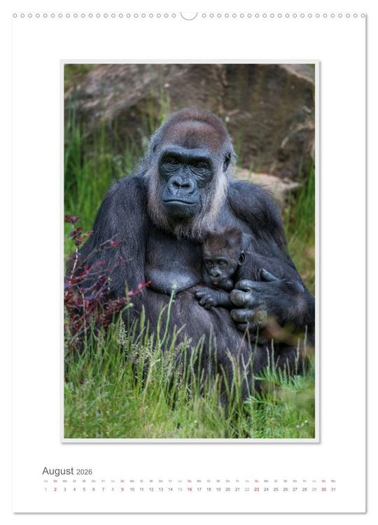 Produktbild: Emotionale Momente: Aus dem Leben der Familie Gorilla. (hochwertiger Premium Wandkalender 2026 DIN A2 hoch), Kunstdruck in Hochglanz