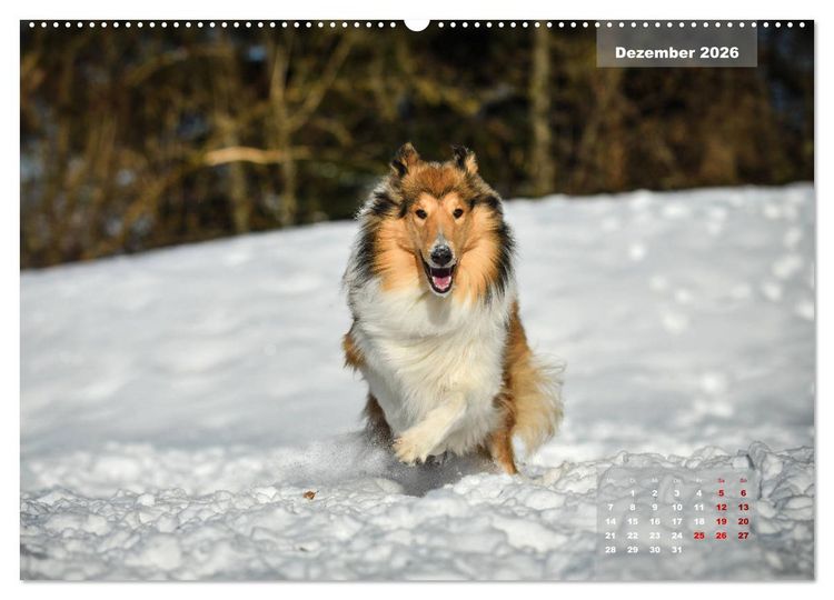 Produktbild: Collies? Was sonst! (hochwertiger Premium Wandkalender 2026 DIN A2 quer), Kunstdruck in Hochglanz