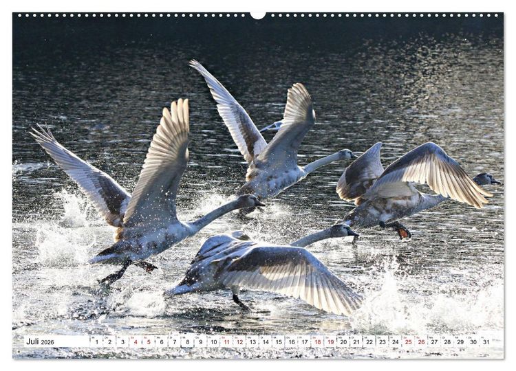 Produktbild: Schw&auml;ne - imposant und faszinierend (Wandkalender 2026 DIN A2 quer), CALVENDO Monatskalender