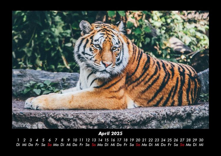 Produktbild: Tiger 2025 Fotokalender DIN A3