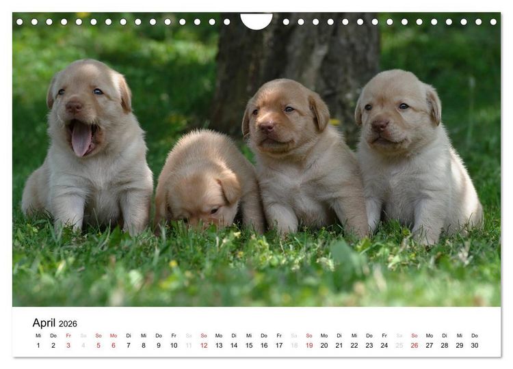 Produktbild: Labrador Welpen (Wandkalender 2026 DIN A4 quer), CALVENDO Monatskalender