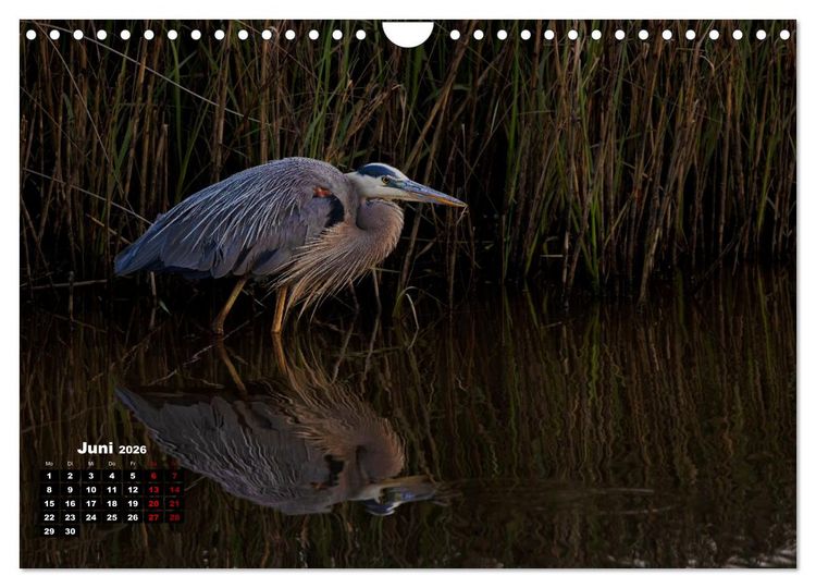 Produktbild: Floridas wunderbare Vogelwelt (Wandkalender 2026 DIN A4 quer), CALVENDO Monatskalender