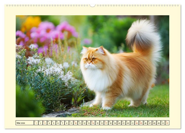 Produktbild: Edle Perserkatzen. Leises Schnurren in Haus und Garten (hochwertiger Premium Wandkalender 2026 DIN A2 quer), Kunstdruck in Hochglanz