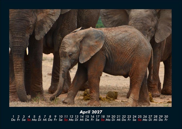 Produktbild: Der Tierkalender 2027 Fotokalender DIN A4