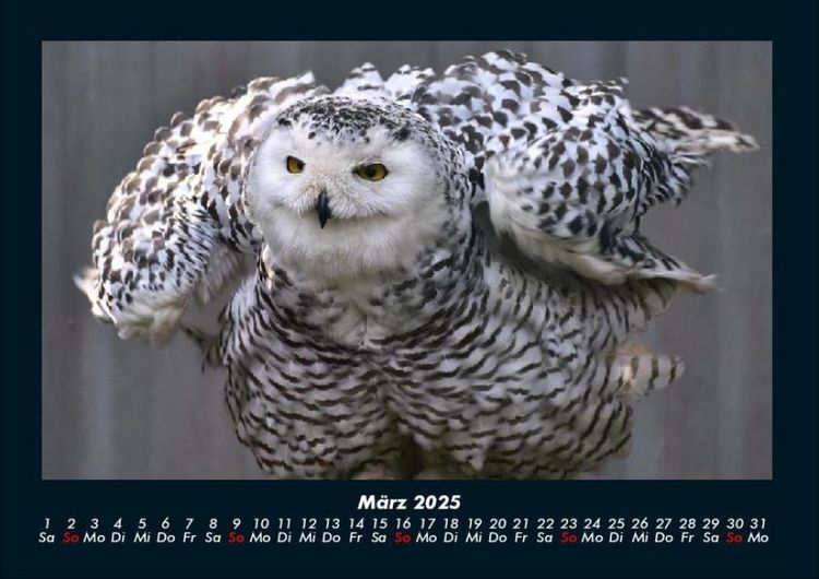 Produktbild: Vogelparadies 2025 Fotokalender DIN A4