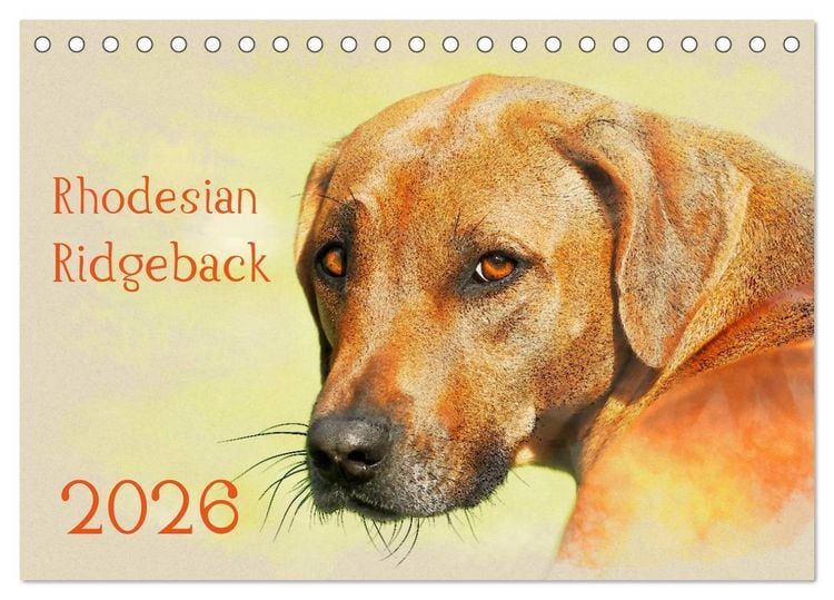 Produktbild: Rhodesian Ridgeback 2026 (Tischkalender 2026 DIN A5 quer), CALVENDO Monatskalender