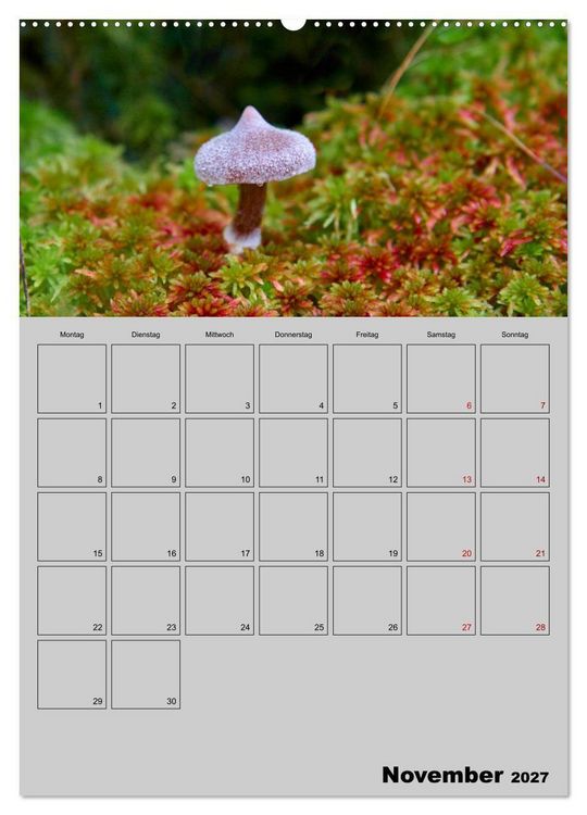 Produktbild: Quer durch die Pilze (Wandkalender 2027 DIN A2 hoch), CALVENDO Monatskalender