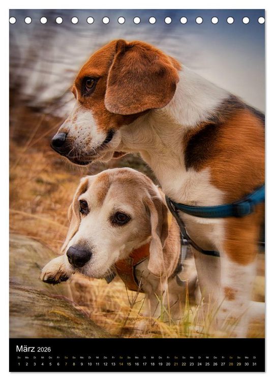 Produktbild: Beagle Action - Wilde Kuscheltiere (Tischkalender 2026 DIN A5 hoch), CALVENDO Monatskalender