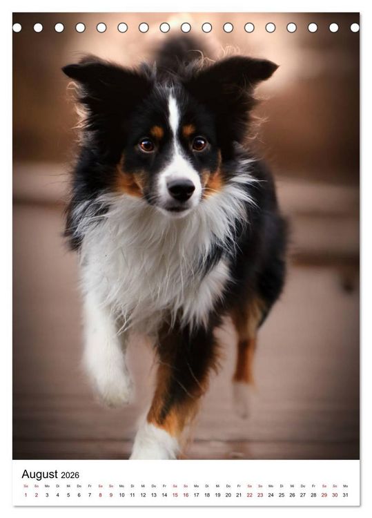 Produktbild: Australian Shepherd - Beste Freunde (Tischkalender 2026 DIN A5 hoch), CALVENDO Monatskalender