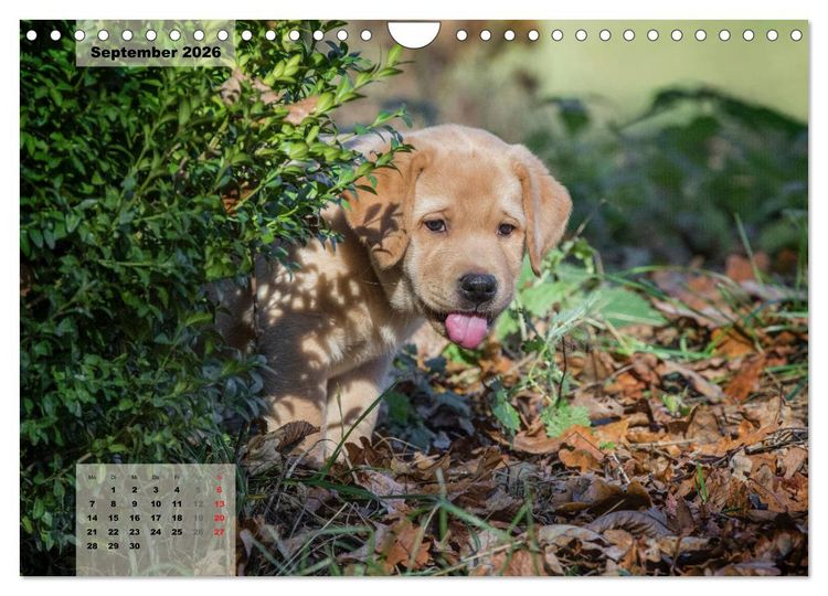 Produktbild: Welpenspa&szlig; (Wandkalender 2026 DIN A4 quer), CALVENDO Monatskalender